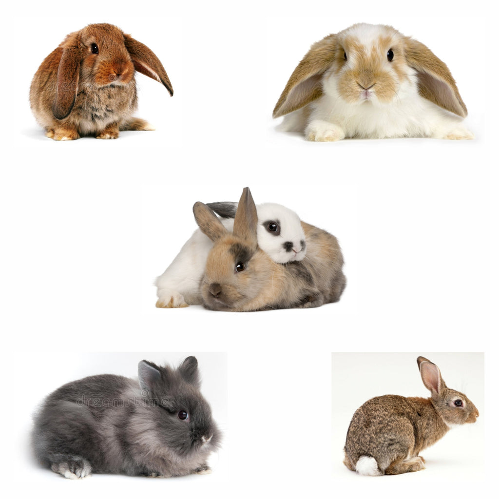 Rabbits